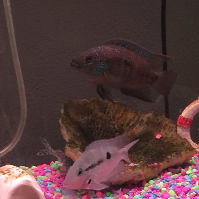 What is one of the best cichlid foods for color and growth