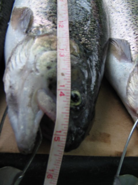 STD_1504.JPG
