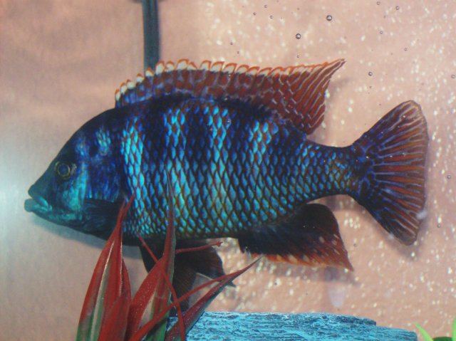 Hap Cichlid Day 2 edited.JPG Hap Cichlid Day 2 edited.JPG
