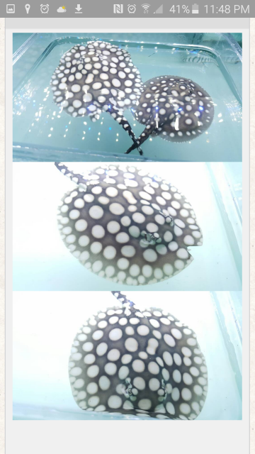 Screenshot_2016-05-13-23-48-09.png