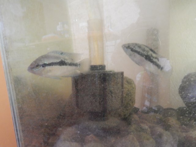 DSCN1106.JPG