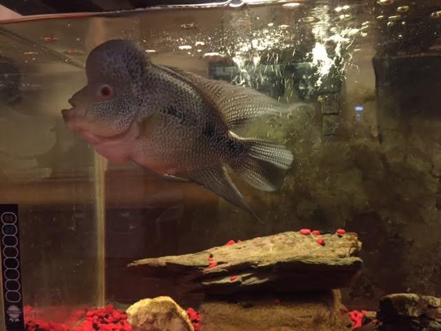 fish3.jpg
