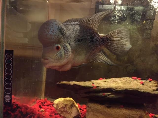 fish1.jpg