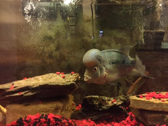 fish2.jpg