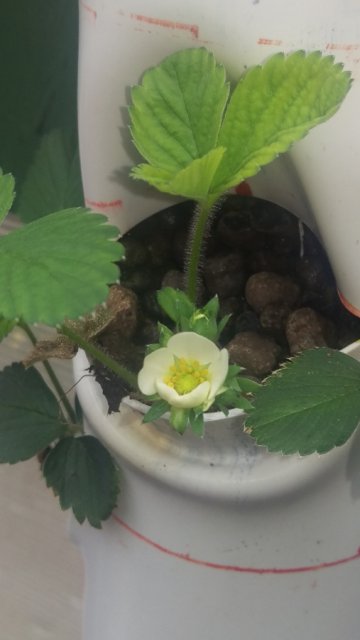 May-20th-2016-at-two-weeks-Strawberry-blossoms.jpg