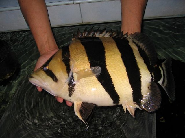 Siamese-tiger-fish-2.jpg