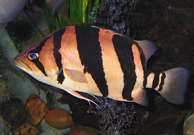 asian-tigerfish.jpg