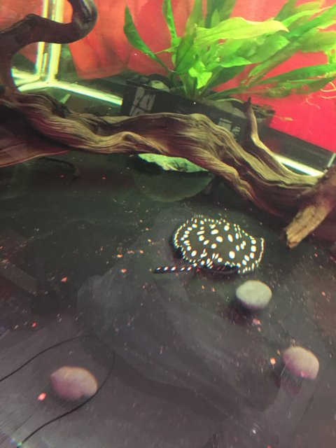 image.jpeg image.jpeg