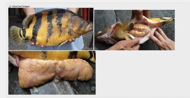 siamese roe sack.PNG