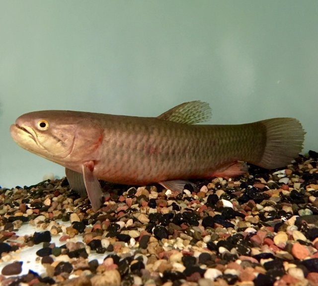 Where To Buy Gold Wolf Monsterfishkeepers Com