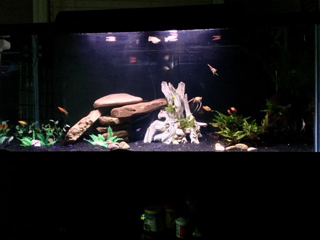 Single angelfish with 5 discus MonsterFishKeepers