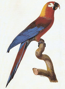 CubanMacaw.jpg CubanMacaw.jpg