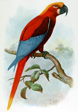 JamaicanRedMacaw.png