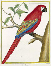 LesserAntilleanMacaw.jpg LesserAntilleanMacaw.jpg