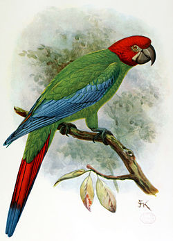 RedHeadedMacaw.jpg RedHeadedMacaw.jpg