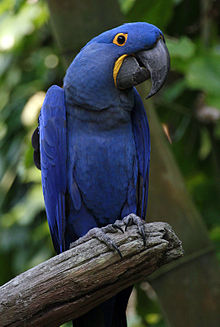 HyacinthMacaw.JPG HyacinthMacaw.JPG