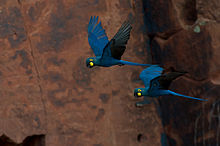 LearsMacaw.jpg LearsMacaw.jpg