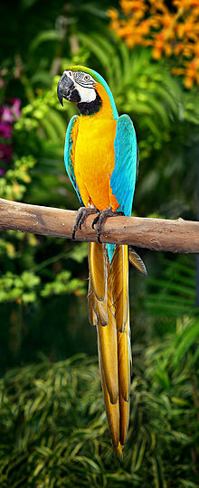 BGMacaw.jpg