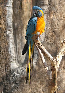 BlueThroatMacaw.jpg