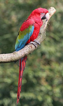 GreenwingMacaw.jpg