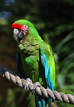 Military Macaw.jpg