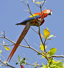 ScarletMacaw.jpg