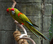 RedFrontedMacaw.jpg