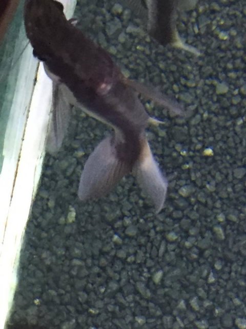 catfish 2.jpg