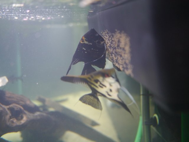 P1040754.JPG