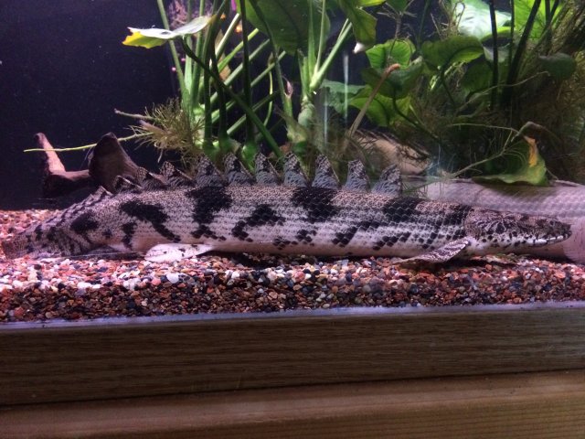 white volta endli.jpg white volta endli.jpg