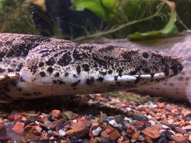 white volta endli head.jpg white volta endli head.jpg