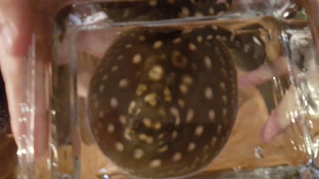 20160602_070810.jpeg