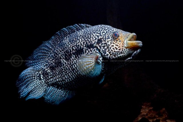 image.jpeg image.jpeg