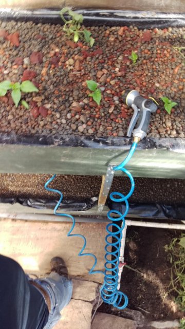 June-2nd-2016-Reed-cloth-installed-I-left-the-area-over-media-beds-exposed-to-direct-Sun.jpg