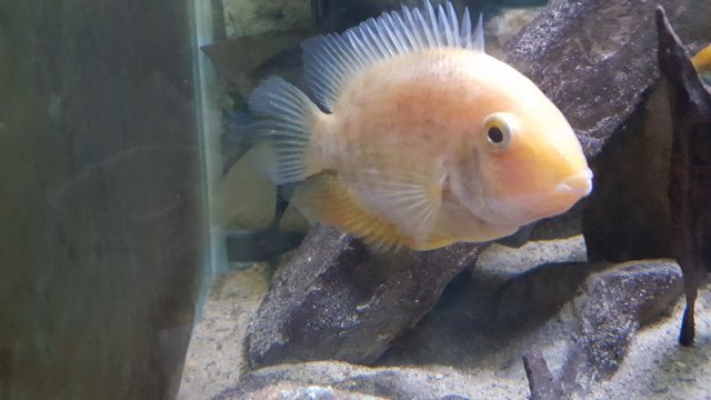Goldseverum.jpg