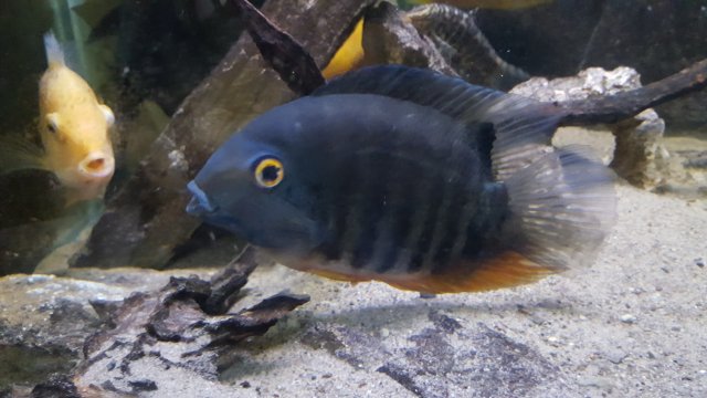 largeseverum.jpg