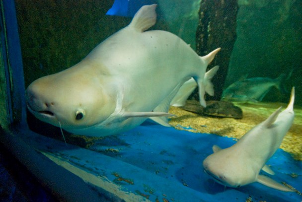Albino-Pangasius-Cabreney-Johnny.jpg