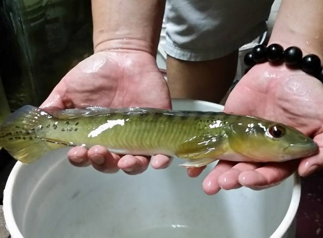 Trout Pike.jpg