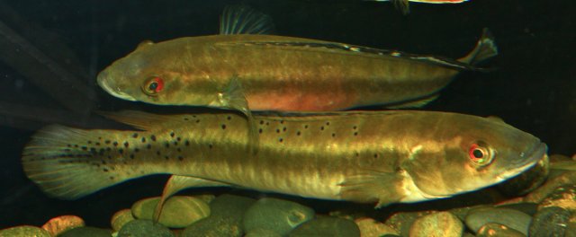 Troucha pike.JPG