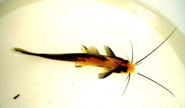 pied rare catfish.jpg