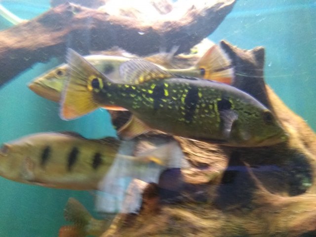 IMG_20160531_143216.jpg