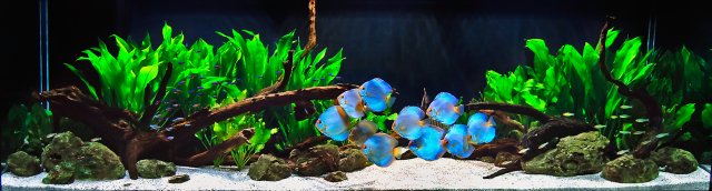 43_1aquarium_discustank_fishtank.jpg