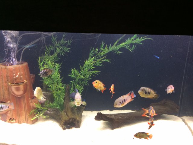 300 Tank 3.JPG 300 Tank 3.JPG