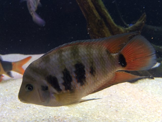 Hybrid 5.JPG Hybrid 5.JPG