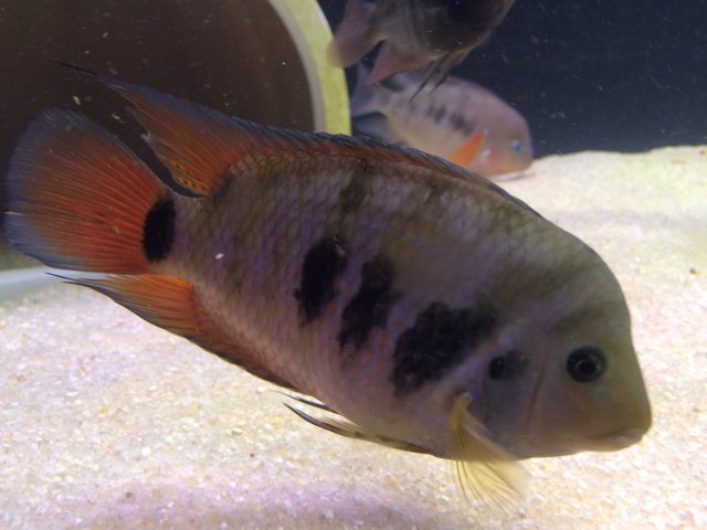 Hybrid 6.JPG Hybrid 6.JPG