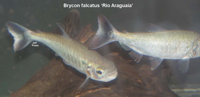 b.falcatus1.jpg