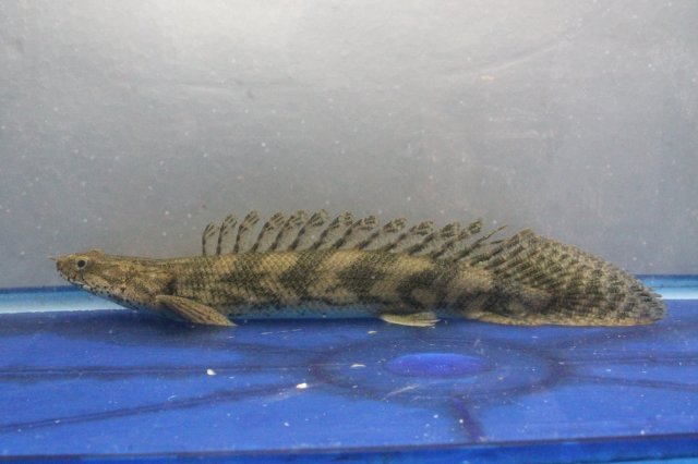 Bichir - Endlicherii.JPG