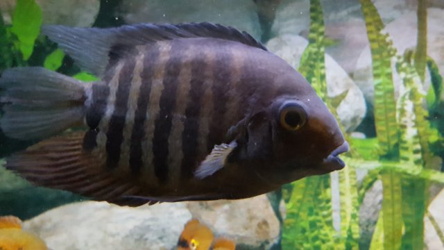SmSeverum.jpg