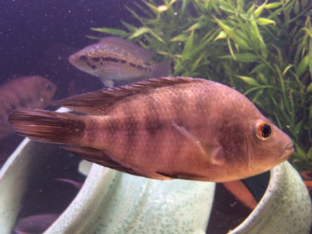 Midas, barred 5.5 inch.JPG