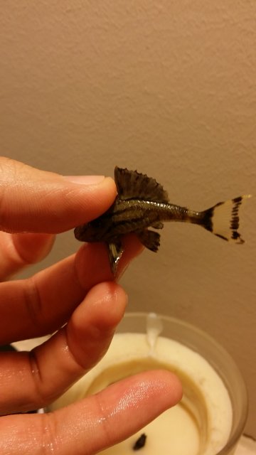 2016-06-05 17.53.32.jpg